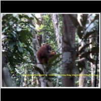 12368 087 bei Kuting Orang Utans Malaysia 2006 Sarawak.jpg